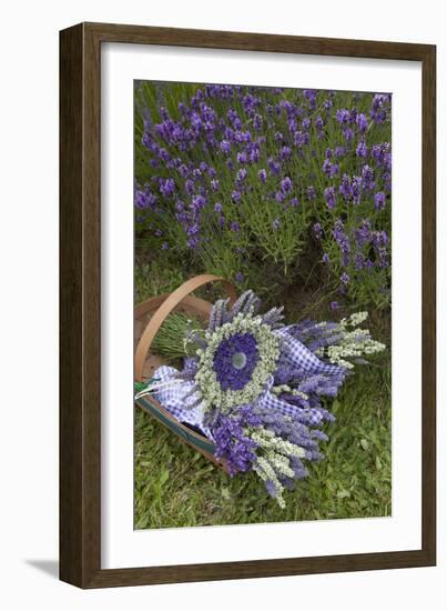 Wrapped Bouquets of Dried Lavender at Lavender Festival, Sequim, Washington, USA-Merrill Images-Framed Photographic Print