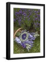 Wrapped Bouquets of Dried Lavender at Lavender Festival, Sequim, Washington, USA-Merrill Images-Framed Photographic Print