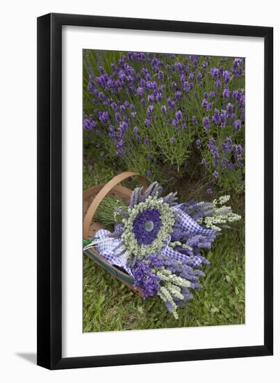 Wrapped Bouquets of Dried Lavender at Lavender Festival, Sequim, Washington, USA-Merrill Images-Framed Photographic Print