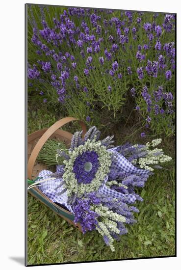 Wrapped Bouquets of Dried Lavender at Lavender Festival, Sequim, Washington, USA-Merrill Images-Mounted Photographic Print