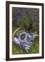 Wrapped Bouquets of Dried Lavender at Lavender Festival, Sequim, Washington, USA-Merrill Images-Framed Photographic Print