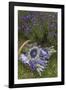 Wrapped Bouquets of Dried Lavender at Lavender Festival, Sequim, Washington, USA-Merrill Images-Framed Photographic Print