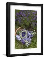 Wrapped Bouquets of Dried Lavender at Lavender Festival, Sequim, Washington, USA-Merrill Images-Framed Photographic Print