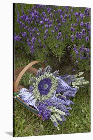 Wrapped Bouquets of Dried Lavender at Lavender Festival, Sequim, Washington, USA-Merrill Images-Stretched Canvas