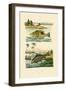 Wrasse, 1833-39-null-Framed Giclee Print