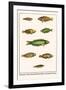 Wrasses, Three-Lined Rainbowfish, Greyhead Wrasse-Albertus Seba-Framed Art Print