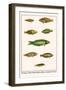 Wrasses, Three-Lined Rainbowfish, Greyhead Wrasse-Albertus Seba-Framed Art Print