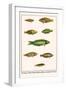Wrasses, Three-Lined Rainbowfish, Greyhead Wrasse-Albertus Seba-Framed Art Print