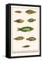 Wrasses, Three-Lined Rainbowfish, Greyhead Wrasse-Albertus Seba-Framed Stretched Canvas