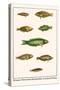 Wrasses, Three-Lined Rainbowfish, Greyhead Wrasse-Albertus Seba-Stretched Canvas