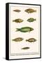 Wrasses, Three-Lined Rainbowfish, Greyhead Wrasse-Albertus Seba-Framed Stretched Canvas