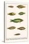 Wrasses, Three-Lined Rainbowfish, Greyhead Wrasse-Albertus Seba-Stretched Canvas