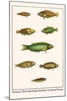 Wrasses, Three-Lined Rainbowfish, Greyhead Wrasse-Albertus Seba-Mounted Art Print