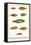 Wrasses, Three-Lined Rainbowfish, Greyhead Wrasse-Albertus Seba-Framed Stretched Canvas