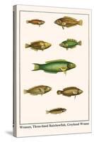 Wrasses, Three-Lined Rainbowfish, Greyhead Wrasse-Albertus Seba-Stretched Canvas