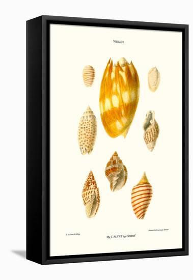 Wreath Shells-John Mawe-Framed Stretched Canvas