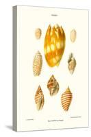 Wreath Shells-John Mawe-Stretched Canvas