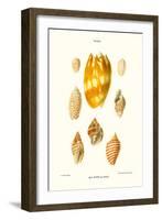 Wreath Shells-John Mawe-Framed Art Print