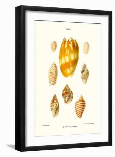 Wreath Shells-John Mawe-Framed Art Print