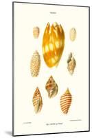 Wreath Shells-John Mawe-Mounted Art Print