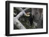 Wreathed hornbill male carrying berry to nest hole, Tongbiguan NR, Yunnan Province, China-Staffan Widstrand/Wild Wonders of China-Framed Photographic Print