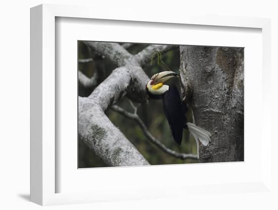 Wreathed hornbill male carrying berry to nest hole, Tongbiguan NR, Yunnan Province, China-Staffan Widstrand/Wild Wonders of China-Framed Photographic Print