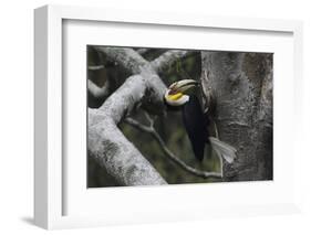 Wreathed hornbill male carrying berry to nest hole, Tongbiguan NR, Yunnan Province, China-Staffan Widstrand/Wild Wonders of China-Framed Photographic Print