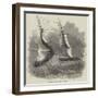 Wreck of Hm Steam-Vessel Flamer-null-Framed Giclee Print