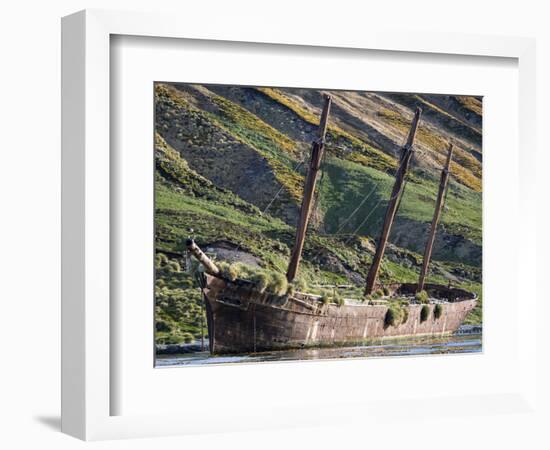 Wreck of the Bayard in Ocean Harbor, whaling station in South Georgia, colony of South Georgia Shag-Martin Zwick-Framed Photographic Print