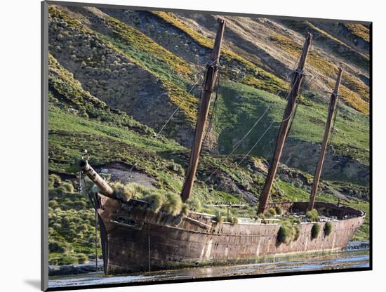 Wreck of the Bayard in Ocean Harbor, whaling station in South Georgia, colony of South Georgia Shag-Martin Zwick-Mounted Photographic Print