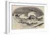 Wreck of the Mary Gray, Upon the Longsear Rocks, Seaton Carew, Durham, Firing Carte's Rocket-null-Framed Giclee Print