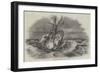 Wreck of the Pegasus-null-Framed Giclee Print