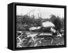 Wrecked Ships after Miami Hurricane-null-Framed Stretched Canvas