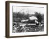 Wrecked Ships after Miami Hurricane-null-Framed Photographic Print