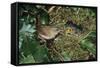 Wren Adult Feeding Offspring at Nest-null-Framed Stretched Canvas