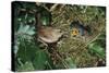 Wren Adult Feeding Offspring at Nest-null-Stretched Canvas