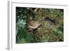 Wren Adult Feeding Offspring at Nest-null-Framed Photographic Print