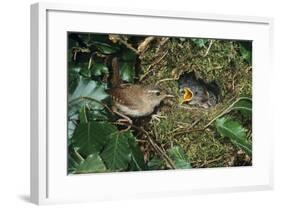 Wren Adult Feeding Offspring at Nest-null-Framed Photographic Print