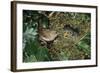 Wren Adult Feeding Offspring at Nest-null-Framed Photographic Print