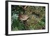 Wren Adult Feeding Offspring at Nest-null-Framed Photographic Print