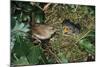 Wren Adult Feeding Offspring at Nest-null-Mounted Photographic Print