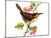 Wren and Rosehips-Nell Hill-Mounted Giclee Print