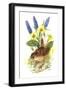 Wren in Primroses-Nell Hill-Framed Giclee Print