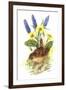 Wren in Primroses-Nell Hill-Framed Giclee Print