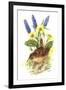 Wren in Primroses-Nell Hill-Framed Giclee Print