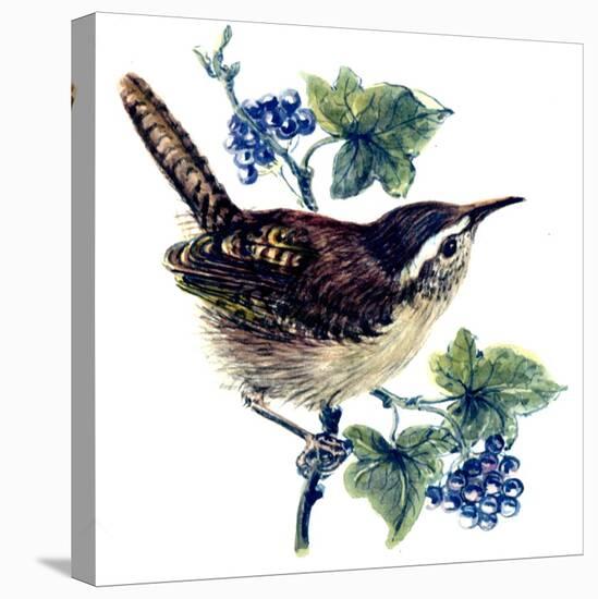 Wren in the Ivy-Nell Hill-Stretched Canvas