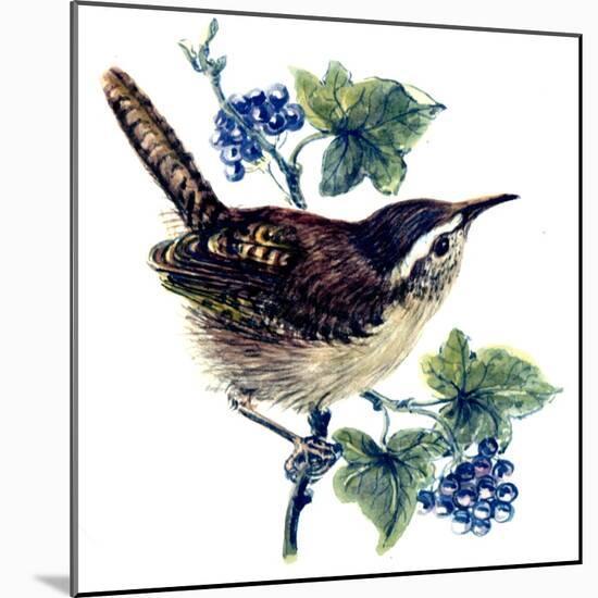 Wren in the Ivy-Nell Hill-Mounted Giclee Print