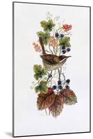 Wren on a Spray of Berries-Nell Hill-Mounted Giclee Print