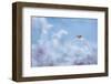 Wren on frost covered fern, Dunham Massey, Cheshire, UK-Ben Hall-Framed Photographic Print