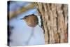 Wren Single Adult Bird with Ring on Leg-null-Stretched Canvas